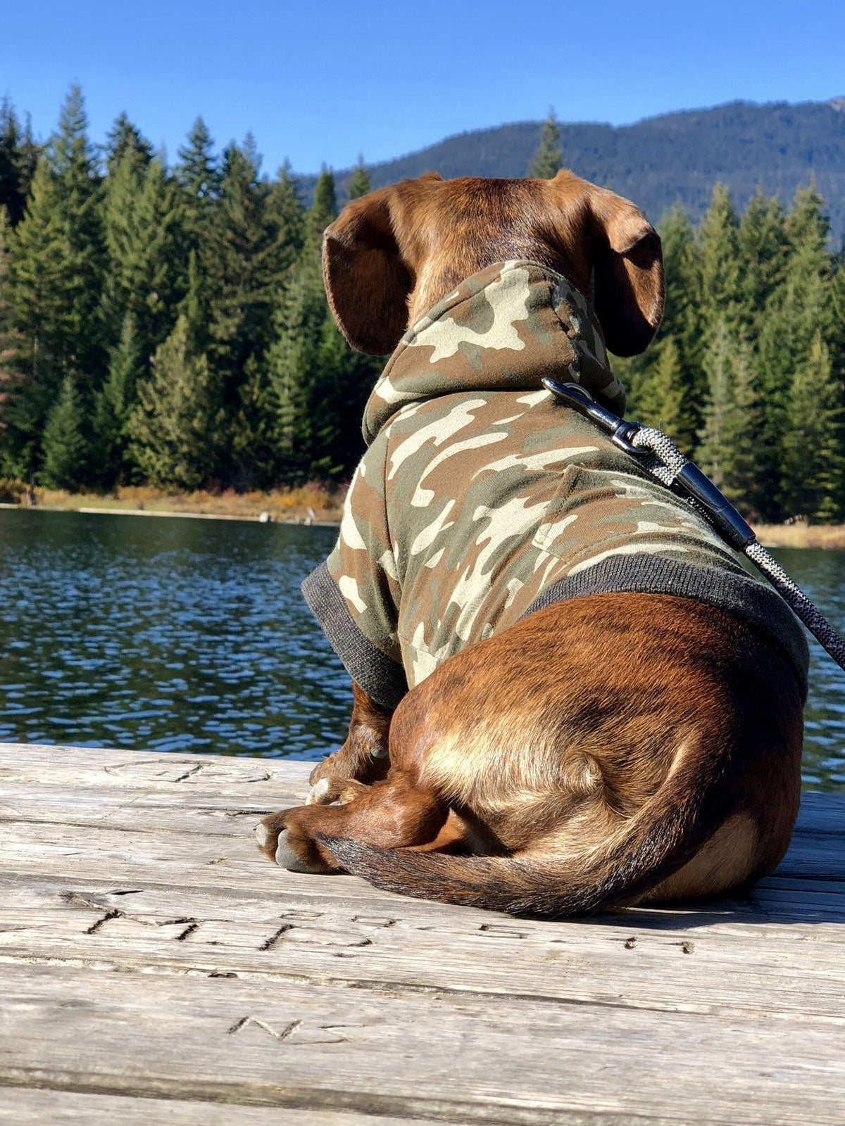 Load video: a miniature dachshund being dressed in a hooded jumper