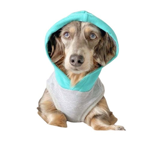 Front view of small sausage dog wearing luxury dog fleecey hooded jumper