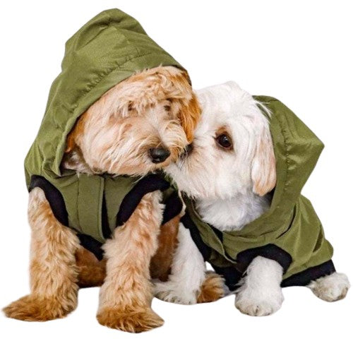 Luxury petwear for small dog breeds