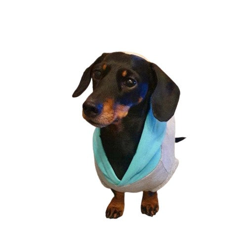 Ruby the miniature dachshund wearing The Sharper Barker 'Skye' sleeveless hoodie