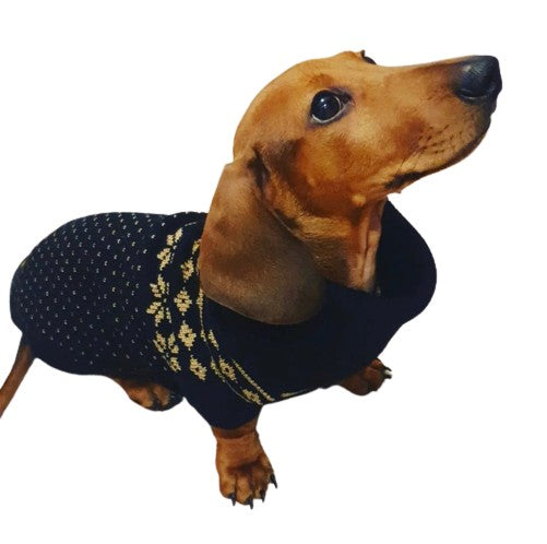 Reggie the dachshund wearing knitted dog jumper